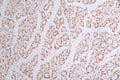 IHC image of CSB-RA090878A0HU diluted at 1:50 and staining in paraffin-embedded human stomach tissue performed on a Leica BondTM system. After dewaxing and hydration, antigen retrieval was mediated by high pressure in a citrate buffer (pH 6.0) . Section was blocked with 10% normal goat serum 30min at RT. Then primary antibody (1% BSA) was incubated at 4°C overnight. The primary is detected by a Goat anti-rabbit polymer IgG labeled by HRP and visualized using 0.44% DAB.