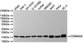 Western Blot
Positive WB detected in: K562 whole cell lysate(30µg) , THP-1 whole cell lysate(30µg) , SH-SY5Y whole cell lysate(30µg) , U-251MG whole cell lysate(30µg) , Jurkat whole cell lysate(30µg) , HEK293 whole cell lysate(30µg) , A431 whole cell lysate(30µg) , HeLa whole cell lysate(30µg) , PC-3 whole cell lysate(30µg) 
All lanes: TOMM20 antibody at 1:1000
Secondary
Goat polyclonal to rabbit IgG at 1/40000 dilution
Predicted band size: 16 kDa
Observed band size: 16 kDa
Exposure time：1min