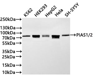 Western Blot
Positive WB detected in: K562 whole cell lysate(30µg) , HEK293 whole cell lysate(30µg) , HepG2 whole cell lysate(30µg) , Hela whole cell lysate(30µg) , SH-SY5Y whole cell lysate(30µg) 
All lanes: PIAS1/2 antibody at 1:1000
Secondary
Goat polyclonal to rabbit IgG at 1/40000 dilution
Predicted band size: 76 kDa
Observed band size: 76 kDa
Exposure time：1min