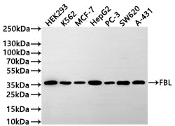 Western Blot
Positive WB detected in: HEK293 whole cell lysate(30µg) , K562 whole cell lysate(30µg) , MCF-7 whole cell lysate(30µg) , HepG2 whole cell lysate(30µg) , PC-3 whole cell lysate(30µg) , SW620 whole cell lysate(30µg) , A-431 whole cell lysate(30µg) 
All lanes: FBL antibody at 1:1000
Secondary
Goat polyclonal to rabbit IgG at 1/50000 dilution
Predicted band size: 34 kDa
Observed band size: 36 kDa
Exposure time: 3min