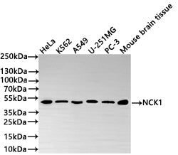 Western Blot
Positive WB detected in: HeLa whole cell lysate(30µg) , K562 whole cell lysate(30µg) , A549 whole cell lysate, U-251MG whole cell lysate(30µg) , PC-3 whole cell lysate(30µg) , Mouse brain tissue lysate(30µg) 
All lanes: NCK1 antibody at 1:1000
Secondary
Goat polyclonal to rabbit IgG at 1/50000 dilution
Predicted band size: 43 kDa
Observed band size: 47 kDa
Exposure time: 1min