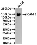 Western Blot
Positive WB detected in: Jurkat whole cell lysate(30µg)
All lanes: ICAM 3 antibody at 1:1000
Secondary
Goat polyclonal to rabbit IgG at 1/40000 dilution
Predicted band size: 60 kDa
Observed band size: 130 kDa
Exposure time：1min
