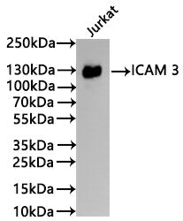 Western Blot
Positive WB detected in: Jurkat whole cell lysate(30µg)
All lanes: ICAM 3 antibody at 1:1000
Secondary
Goat polyclonal to rabbit IgG at 1/40000 dilution
Predicted band size: 60 kDa
Observed band size: 130 kDa
Exposure time：1min
