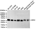 Western Blot
Positive WB detected in: SH-SY5Y whole cell lysate(30µg) , U-251MG whole cell lysate(30µg) , HT-29 whole cell lysate(30µg) , Hela whole cell lysate(30µg) , K562 whole cell lysate(30µg) , Mouse brain tissue lysate(30µg) , Rat brain tissue lysate(30µg) 
All lanes: MSI2 antibody at 1:1000
Secondary
Goat polyclonal to rabbit IgG at 1/40000 dilution
Predicted band size: 35 kDa
Observed band size: 36 kDa
Exposure time：2min40s