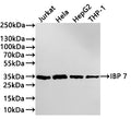 Western Blot
Positive WB detected in: Jurkat whole cell lysate(30µg) , Hela whole cell lysate(30µg) , HepG2 whole cell lysate(30µg) , THP-1 whole cell lysate(30µg) 
All lanes: IBP 7 antibody at 1:1000
Secondary
Goat polyclonal to rabbit IgG at 1/40000 dilution
Predicted band size: 29 kDa
Observed band size: 34 kDa
Exposure time：3min