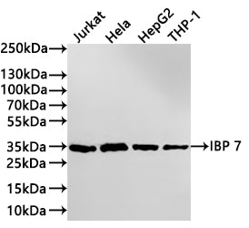 Western Blot
Positive WB detected in: Jurkat whole cell lysate(30µg) , Hela whole cell lysate(30µg) , HepG2 whole cell lysate(30µg) , THP-1 whole cell lysate(30µg) 
All lanes: IBP 7 antibody at 1:1000
Secondary
Goat polyclonal to rabbit IgG at 1/40000 dilution
Predicted band size: 29 kDa
Observed band size: 34 kDa
Exposure time：3min