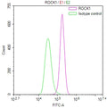 Overlay Peak curve showing Hela cells stained with CSB-RA102391A0HU (red line) at 1:100. The cells were fixed in 4% formaldehyde and permeated by 0.2% TritonX-100 for 10min. Then 10% normal goat serum to block non-specific protein-protein interactions followed by the antibody (1ug/1*10 6 cells) for 45min at 4℃.