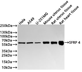 Western Blot
Positive WB detected in:  Hela whole cell lysate(30µg) , A549 whole cell lysate(30µg) , U-251MG whole cell lysate(30µg) , Mouse uterus tissue lysate(30µg) , Rat uterus tissue lysate(30µg) , Rat heart tissue lysate(30µg) 
All lanes: SFRP 4  antibody at 1:1000
Secondary
Goat polyclonal to rabbit IgG at 1/40000 dilution
Predicted band size: 40 kDa
Observed band size: 60 kDa
Exposure time：2min