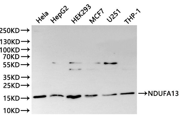 Western Blot, 
Positive WB detected in: Hela whole cell lysate(30µg), HepG2 whole cell lysate(30µg), HEK293 whole cell lysate(30µg), MCF7 whole cell lysate(30µg), U251 whole cell lysate(30µg), THP-1 whole cell lysate(30µg)
All lanes: NDUFA13 antibody at 1:1000
Secondary
Goat polyclonal to rabbit IgG at 1/40000 dilution
Predicted band size: 17 kDa
Observed band size: 17 kDa
Exposure time：120s