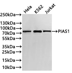 Western Blot
Positive WB detected in: Hela whole cell lysate(30µg) , K562 whole cell lysate(30µg) , Jurkat whole cell lysate(30µg) 
All lanes: PIAS1 antibody at 1:1000
Secondary
Goat polyclonal to rabbit IgG at 1/40000 dilution
Predicted band size: 72 kDa
Observed band size: 75 kDa
Exposure time：3min