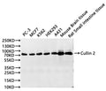 Western Blot, 
Positive WB detected in:PC-3 whole cell lysate(30µg), MCF7 whole cell lysate(30µg), K562 whole cell lysate(30µg), HEK293 whole cell lysate(30µg), A431 whole cell lysate(30µg), Mouse brain tissue lysate(30µg), Rat Small intestine lysate(30µg)
All lanes: Cullin 2 antibody at 1:1000
Secondary
Goat polyclonal to rabbit IgG at 1/40000 dilution
Predicted band size: 87 kDa
Observed band size: 87 kDa
Exposure time：120s