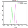 Overlay Peak curve showing A431 cells stained with CSB-RA108247A0HU (red line) at 1:100. The cells were fixed in 4% formaldehyde and permeated by 0.2% TritonX-100 for 10min. Then 10% normal goat serum to block non-specific protein-protein interactions followed by the antibody (1ug/1*10 6 cells) for 45min at 4℃.