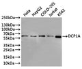 Western Blot
Positive WB detected in: Hela whole cell lysate(30µg), HepG2 whole cell lysate(30µg), COLO-205 whole cell lysate(30µg), Jurkat whole cell lysate(30µg), k562 whole cell lysate(30µg)
All lanes: DCP1A antibody at 1:1000
Secondary
Goat polyclonal to rabbit IgG at 1/40000 dilution
Predicted band size: 63 kDa
Observed band size: 63 kDa
Exposure time：2min
