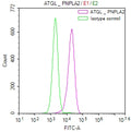 Overlay Peak curve showing HepG2 cells stained with CSB-RA111385A0HU (red line) at 1:50. The cells were fixed in 4% formaldehyde and permeated by 0.2% TritonX-100. Then 10% normal goat serum to block non-specific protein-protein interactions followed by the antibody (1µg/1*10 6 cells) for 45min at 4℃. The secondary antibody used was FITC-conjugated Goat Anti-rabbit IgG(H+L) at 1:200 dilution for 35min at 4℃.Control antibody (green line) was rabbit IgG (1µg/1*10 6 cells) used under the same conditions.