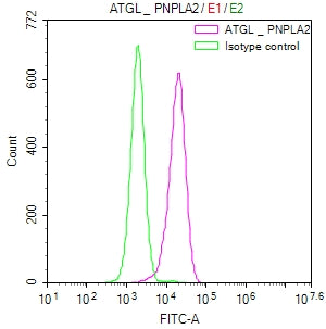 Overlay Peak curve showing HepG2 cells stained with CSB-RA111385A0HU (red line) at 1:50. The cells were fixed in 4% formaldehyde and permeated by 0.2% TritonX-100. Then 10% normal goat serum to block non-specific protein-protein interactions followed by the antibody (1µg/1*10 6 cells) for 45min at 4℃. The secondary antibody used was FITC-conjugated Goat Anti-rabbit IgG(H+L) at 1:200 dilution for 35min at 4℃.Control antibody (green line) was rabbit IgG (1µg/1*10 6 cells) used under the same conditions.