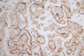 IHC image of CSB-RA111920A0HU diluted at 1:100 and staining in paraffin-embedded human placenta tissue performed on a Leica BondTM system. After dewaxing and hydration, antigen retrieval was mediated by high pressure in a citrate buffer (pH 6.0) . Section was blocked with 10% normal goat serum 30min at RT. Then primary antibody (1% BSA) was incubated at 4°C overnight. The primary is detected by a Goat anti-rabbit polymer IgG labeled by HRP and visualized using 0.37% DAB.