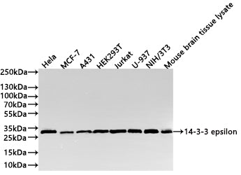 Western Blot
Positive WB detected in: Hela whole cell lysate(30µg) , MCF-7 whole cell lysate(30µg) , A431 whole cell lysate(30µg) , HEK293T whole cell lysate(30µg) , Jurkat whole cell lysate(30µg) , U-937 whole cell lysate(30µg) , NIH/3T3 whole cell lysate(30µg) , Mouse brain tissue lysate(30µg) 
All lanes: 14-3-3 epsilon antibody at 1:1000
Secondary
Goat polyclonal to rabbit IgG at 1/40000 dilution
Predicted band size: 29 kDa
Observed band size: 29 kDa
Exposure time：1min