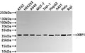 Western Blot
Positive WB detected in: K562 whole cell lysate(30µg) , HEK293 whole cell lysate(30µg) , A549 whole cell lysate(30µg) , MCF-7 whole cell lysate(30µg) , THP-1 whole cell lysate(30µg) , HepG2 whole cell lysate(30µg) , A431 whole cell lysate(30µg) , HeLa whole cell lysate(30µg) , Raji whole cell lysate(30µg) 
All lanes: XBP1 antibody at 1:1000
Secondary
Goat polyclonal to rabbit IgG at 1/40000 dilution
Predicted band size: 29 kDa
Observed band size: 35 kDa
Exposure time：2min