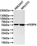 Western Blot
Positive WB detected in: HEK293T whole cell lysate(30µg) , NIH/3T3 whole cell lysate(30µg) 
All lanes: FKBP4 antibody at 1:1000
Secondary
Goat polyclonal to rabbit IgG at 1/40000 dilution
Predicted band size: 52 kDa
Observed band size: 55 kDa
Exposure time：1min