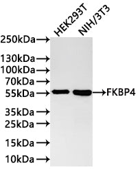 Western Blot
Positive WB detected in: HEK293T whole cell lysate(30µg) , NIH/3T3 whole cell lysate(30µg) 
All lanes: FKBP4 antibody at 1:1000
Secondary
Goat polyclonal to rabbit IgG at 1/40000 dilution
Predicted band size: 52 kDa
Observed band size: 55 kDa
Exposure time：1min