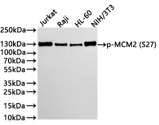 Western Blot
Positive WB detected in: Jurkat whole cell lysate(30µg) , Raji whole cell lysate(30µg) , HL-60 whole cell lysate(30µg) , NIH/3T3 whole cell lysate(30µg) 
All lanes:p-MCM2 (S27) antibody at 1:1000
Secondary
Goat polyclonal to rabbit IgG at 1/40000 dilution
Predicted band size: 102 kDa
Observed band size: 130 kDa
Exposure time：2min