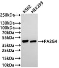 Western Blot
Positive WB detected in: K562 whole cell lysate(30µg) , HEK293 whole cell lysate(30µg) 
All lanes: PA2G4 antibody at 1:1000
Secondary
Goat polyclonal to rabbit IgG at 1/50000 dilution
Predicted band size: 44 kDa
Observed band size: 44 kDa
Exposure time: 2min