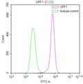 Overlay Peak curve showing Hela cells stained with CSB-RA129161A0HU (red line) at 1:100. The cells were fixed in 4% formaldehyde and permeated by 0.2% TritonX-100 for 10min. Then 10% normal goat serum to block non-specific protein-protein interactions followed by the antibody (1ug/1*10 6 cells) for 45min at 4℃.