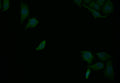 Immunofluorescence staining of Hela with CSB-RA130517A0HU at 1:25, counter-stained with DAPI. The cells were fixed in 4% formaldehyde and blocked in 10% normal Goat Serum. The cells were then incubated with the antibody overnight at 4°C. The secondary antibody was Alexa Fluor 507-congugated AffiniPure Goat Anti-Rabbit IgG(H+L) .