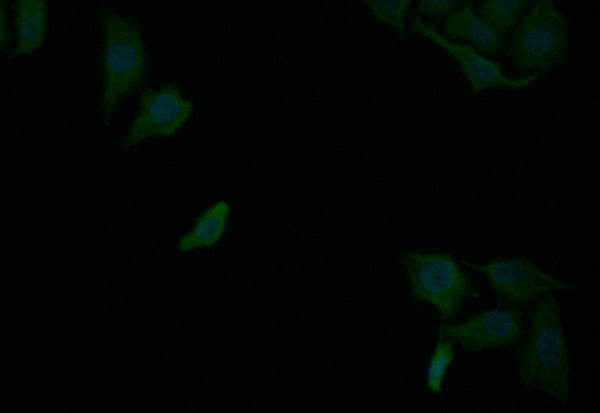 Immunofluorescence staining of Hela with CSB-RA130517A0HU at 1:25, counter-stained with DAPI. The cells were fixed in 4% formaldehyde and blocked in 10% normal Goat Serum. The cells were then incubated with the antibody overnight at 4°C. The secondary antibody was Alexa Fluor 507-congugated AffiniPure Goat Anti-Rabbit IgG(H+L) .