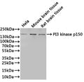 Western Blot
Positive WB detected in: Hela whole cell lysate(30µg), Mouse brain tissue lysate(30µg), Rat brain tissue lysate(30µg)
All lanes: PI3 kinase p150 antibody at 1:1000
Secondary
Goat polyclonal to rabbit IgG at 1/40000 dilution
Predicted band size: 153 kDa
Observed band size: 153 kDa
Exposure time：3min
