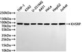 Western Blot
Positive WB detected in: THP-1 whole cell lysate(30µg) , K562 whole cell lysate(30µg) , U-251MG whole cell lysate(30µg) , A431 whole cell lysate(30µg) , HeLa whole cell lysate(30µg) , HepG2 whole cell lysate(30µg) , Jurkat whole cell lysate(30µg) 
All lanes: KHSRP antibody at 1:1000
Secondary
Goat polyclonal to rabbit IgG at 1/40000 dilution
Predicted band size: 73 kDa
Observed band size: 62 kDa
Exposure time：1min