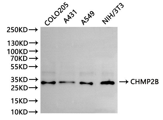 Western Blot, 
Positive WB detected in:COLO205 whole cell lysate(30µg), A431 whole cell lysate(30µg), A549 whole cell lysate(30µg), NIH/3T3 whole cell lysate(30µg)
All lanes: CHMP2B antibody at 1:1000
Secondary
Goat polyclonal to rabbit IgG at 1/40000 dilution
Predicted band size: 24 kDa
Observed band size: 28 kDa
Exposure time：120s
