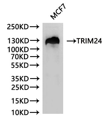 Western Blot
Positive WB detected in: MCF-7 whole cell lysate(30µg)
All lanes: TRIM24 antibody at 1:1000
Secondary
Goat polyclonal to rabbit IgG at 1/40000 dilution
Predicted band size: 117 kDa
Observed band size: 130 kDa
Exposure time：2min