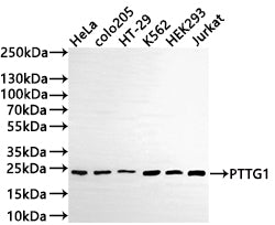 Western Blot
Positive WB detected in: HeLa whole cell lysate(30µg) , COLO205 whole cell lysate(30µg) , HT-29 whole cell lysate(30µg) , K562 whole cell lysate(30µg) , HEK293 whole cell lysate, Jurkat whole cell lysate(30µg) 
All lanes: PTTG1 antibody at 1:1000
Secondary
Goat polyclonal to rabbit IgG at 1/50000 dilution
Predicted band size: 22 kDa
Observed band size: 24 kDa
Exposure time: 3min