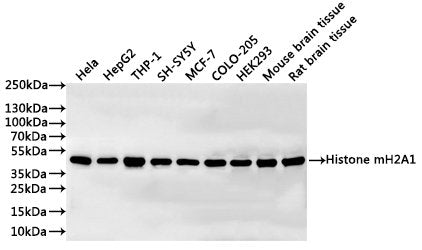 Western Blot
Positive WB detected in: Hela whole cell lysate(30µg), HepG2 whole cell lysate(30µg), THP-1 whole cell lysate(30µg), SH-SY5Y whole cell lysate(30µg), MCF-7 whole cell lysate(30µg), COLO-205 whole cell lysate(30µg), HEK293 whole cell lysate(30µg), Mouse brain tissue lysate(30µg), Rat brain tissue lysate(30µg)
All lanes: Histone mH2A1 antibody at 1:1000
Secondary
Goat polyclonal to rabbit IgG at 1/40000 dilution
Predicted band size: 40 kDa
Observed band size: 40 kDa
Exposure time：10s