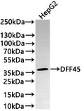 Western Blot
Positive WB detected in: HepG2 whole cell lysate(30µg) 
All lanes: DFF45 antibody at 1:1000
Secondary
Goat polyclonal to rabbit IgG at 1/50000 dilution
Predicted band size: 37 kDa
Observed band size: 37 kDa
Exposure time: 3min
