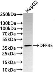 Western Blot
Positive WB detected in: HepG2 whole cell lysate(30µg) 
All lanes: DFF45 antibody at 1:1000
Secondary
Goat polyclonal to rabbit IgG at 1/50000 dilution
Predicted band size: 37 kDa
Observed band size: 37 kDa
Exposure time: 3min