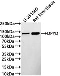 Western Blot
Positive WB detected in: U-251MG whole cell lysate(30µg) , Rat liver tissue lysate(30µg) 
All lanes: DYPD antibody at 1:1000
Secondary
Goat polyclonal to rabbit IgG at 1/40000 dilution
Predicted band size: 111 kDa
Observed band size: 111 kDa
Exposure time：2min