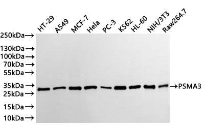 Western Blot
Positive WB detected in: HT-29 whole cell lysate(30µg) , A549 whole cell lysate(30µg) , MCF-7 whole cell lysate(30µg) , Hela whole cell lysate(30µg) , PC-3 whole cell lysate(30µg) , K562 whole cell lysate(30µg) , HL-60 whole cell lysate(30µg) , NIH/3T3 whole cell lysate(30µg) , Raw264.7 whole cell lysate(30µg) 
All lanes: PSMA3 antibody at 1:1000
Secondary
Goat polyclonal to rabbit IgG at 1/40000 dilution
Predicted band size: 28 kDa
Observed band size: 28 kDa
Exposure time：1min20s