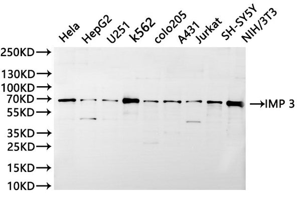 Western Blot
Positive WB detected in: Hela whole cell lysate(30µg), HepG2 whole cell lysate(30µg), U251 whole cell lysate(30µg), K562 whole cell lysate(30µg), colo205 whole cell lysate(30µg), A431 whole cell lysate(30µg), Jurkat whole cell lysate(30µg), SH-SY5Y whole cell lysate(30µg), NIH/3T3 whole cell lysate(30µg)
All lanes: IMP 3 antibody at 1:1000
Secondary
Goat polyclonal to rabbit IgG at 1/40000 dilution
Predicted band size: 64 kDa
Observed band size: 69 kDa
Exposure time：20s