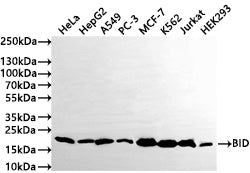 Western Blot
Positive WB detected in: HeLa whole cell lysate(30µg) , HepG2 whole cell lysate(30µg) , A549 whole cell lysate(30µg) , PC-3 whole cell lysate(30µg) , MCF-7 whole cell lysate(30µg) , K562 whole cell lysate(30µg) , Jurkat whole cell lysate(30µg) , HEK293 whole cell lysate(30µg) 
All lanes: BID antibody at 1:1000
Secondary
Goat polyclonal to rabbit IgG at 1/50000 dilution
Predicted band size: 22 kDa
Observed band size: 22 kDa
Exposure time: 3min