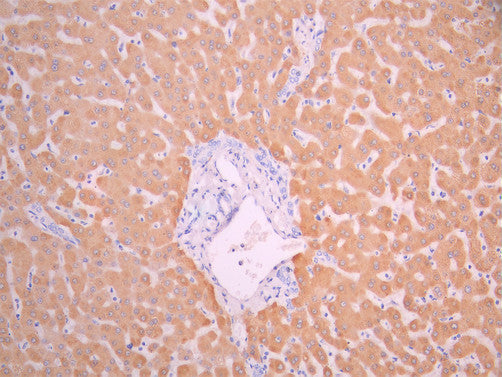 IHC image of CSB-RA144042A0HU diluted at 1:100 and staining in paraffin-embedded human liver tissue performed on a Leica BondTM system. After dewaxing and hydration, antigen retrieval was mediated by high pressure in a citrate buffer (pH 6.0). Section was blocked with 10% normal goat serum 30min at RT. Then primary antibody (1% BSA) was incubated at 4°C overnight. The primary is detected by a Goat anti-rabbit polymer IgG labeled by HRP and visualized using 0.05% DAB.