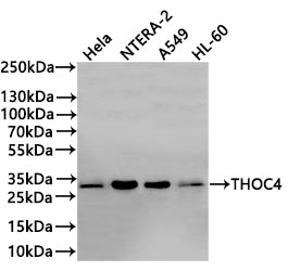 Western Blot
Positive WB detected in: HEK293 whole cell lysate(20µg) , Hela whole cell lysate(20µg) ,NTERA-2 whole cell lysate(20µg) , A549 whole cell lysate(20µg) , HL-60 whole cell lysate(20µg) 
All lanes: THOC4 antibody at 1:1000
Secondary
Goat polyclonal to rabbit IgG at 1/40000 dilution
Predicted band size: 27 kDa
Observed band size: 30 kDa
Exposure time：1min