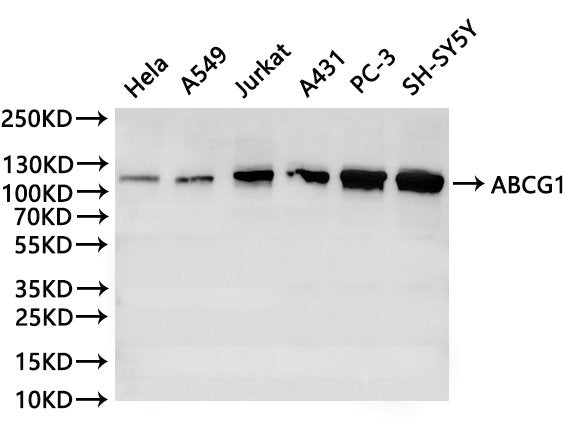 Western Blot
Positive WB detected in: hela whole cell lysate(30µg), A549 whole cell lysate(30µg), Jurkat whole cell lysate(30µg), A431 whole cell lysate(30µg), PC-3 whole cell lysate(30µg), SH-SY5Y whole cell lysate(30µg)
All lanes:ABCG1 antibody at 1:1000
Secondary
Goat polyclonal to rabbit IgG at 1/40000 dilution
Predicted band size: 76 kDa
Observed band size: 110 kDa
Exposure time：2min