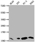 Western Blot
Positive WB detected in: HL60 whole cell lysate, 293 whole cell lysate, PC-3 whole cell lysate, K562 whole cell lysate
All lanes: MIF antibody at 1:1500
Secondary
Goat polyclonal to rabbit IgG at 1/50000 dilution
Predicted band size: 13 kDa
Observed band size: 13 kDa