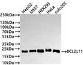Western Blot
Positive WB detected in: HepG2 whole cell lysate(30µg) , U937 whole cell lysate(30µg) , HEK293 whole cell lysate(30µg) , HeLa whole cell lysate(30µg) , COLO205 whole cell lysate(30µg) 
All lanes: BCL2L11 antibody at 1:1000
Secondary
Goat polyclonal to rabbit IgG at 1/50000 dilution
Predicted band size: 22 kDa
Observed band size: 22 kDa
Exposure time: 3min