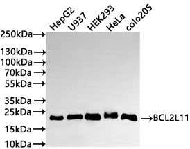 Western Blot
Positive WB detected in: HepG2 whole cell lysate(30µg) , U937 whole cell lysate(30µg) , HEK293 whole cell lysate(30µg) , HeLa whole cell lysate(30µg) , COLO205 whole cell lysate(30µg) 
All lanes: BCL2L11 antibody at 1:1000
Secondary
Goat polyclonal to rabbit IgG at 1/50000 dilution
Predicted band size: 22 kDa
Observed band size: 22 kDa
Exposure time: 3min