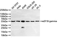 Western Blot
Positive WB detected in: SH-SY5Y whole cell lysate(20µg) ,Hela whole cell lysate(20µg) , A549 whole cell lysate(20µg) , COLO-205 whole cell lysate(20µg) ,HT-29 whole cell lysate(20µg) ,PC-3 whole cell lysate(20µg) 
All lanes: eEF1B gamma antibody at 1:1000
Secondary
Goat polyclonal to rabbit IgG at 1/40000 dilution
Predicted band size: 50 kDa
Observed band size: 55 kDa
Exposure time：20s