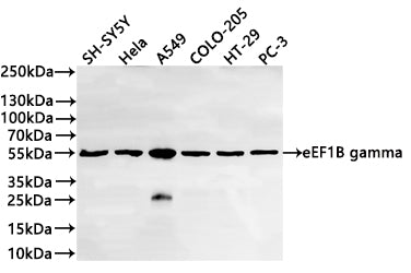 Western Blot
Positive WB detected in: SH-SY5Y whole cell lysate(20µg) ,Hela whole cell lysate(20µg) , A549 whole cell lysate(20µg) , COLO-205 whole cell lysate(20µg) ,HT-29 whole cell lysate(20µg) ,PC-3 whole cell lysate(20µg) 
All lanes: eEF1B gamma antibody at 1:1000
Secondary
Goat polyclonal to rabbit IgG at 1/40000 dilution
Predicted band size: 50 kDa
Observed band size: 55 kDa
Exposure time：20s