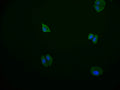 Immunofluorescence staining of HepG2 cell with CSB-RA178866A0HU at 1:50, counter-stained with DAPI. The cells were fixed in 4% formaldehyde and blocked in 10% normal Goat Serum. The cells were then incubated with the antibody overnight at 4°C. The secondary antibody was Alexa Fluor 569-congugated AffiniPure Goat Anti-Rabbit IgG(H+L) .